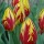 Tulipa 'Mickey Mouse' (14/01/2016)  added by Shoot)