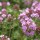 Thymus x citriodorus 'Prostrate' (14/01/2016)  added by Shoot)