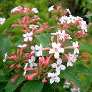 Abelia mosanensis (14/01/2016)  added by Shoot)