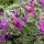 Calamintha grandiflora 'Variegata' (13/01/2016)  added by Shoot)
