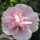 Hibiscus syriacus 'Pink Chiffon' (13/01/2016)  added by Shoot)