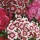 Dianthus Monarch Mix (13/01/2016)  added by Shoot)