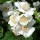 Philadelphus 'Snowgoose' (13/01/2016)  added by Shoot)