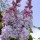 'Katherine Havemeyer' is a deciduous shrub with panicles of fragrant, double, purple-pink flowers in spring and summer. Syringa vulgaris 'Katherine Havemeyer' added by Shoot)