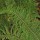 Polystichum setiferum (Divisilobum Group) 'Divisilobum Densum' (13/01/2016)  added by Shoot)