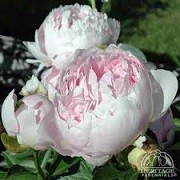 Paeonia lactiflora 'Pillow Talk' (13/01/2016)  added by Shoot)