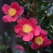 Camellia x vernalis 'Yuletide'