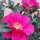 Camellia sasanqua 'Dwarf Shishi' (13/01/2016)  added by Shoot)