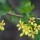 ribes aureum (13/01/2016)  added by Shoot)