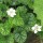 Rubus pectinellus var. trilobus (11/01/2016)  added by Shoot)