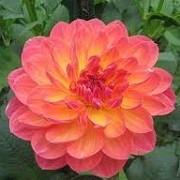 Dahlia 'Pam Howden' (11/01/2016)  added by Shoot)