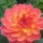 Dahlia 'Pam Howden' (11/01/2016)  added by Shoot)