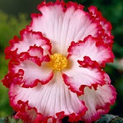 Begonia Crispa Marginata Series