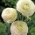 Ranunculus asiaticus 'Aviv White' (11/01/2016)  added by Shoot)