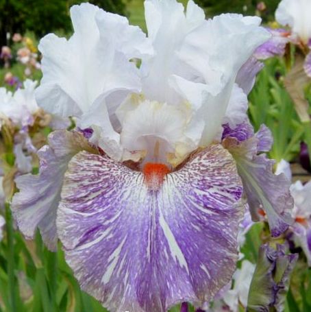 Iris 'Painted Lady Lavender'