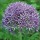 Allium stipitatum 'Violet Beauty' (11/01/2016)  added by Shoot)
