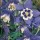 Aquilegia 'Spring Magic Navy and White' (Spring Magic Series) (07/01/2016)  added by Shoot)