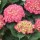  (27/01/2020) Hydrangea macrophylla 'Schone Bautznerin' added by Shoot)
