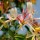 Lonicera periclymenum 'Rhubarb and Custard'  (07/01/2016)  added by Shoot)