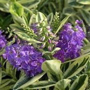 Hebe 'Garden Beauty Purple' (Garden Beauty Series)