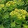 Euphorbia cornigera 'Goldener Turm' (07/01/2016)  added by Shoot)