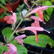 Salvia coccinea 'Brenthurst' (07/01/2016)  added by Shoot)