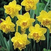 Narcissus 'Dick Wilden' (07/01/2016)  added by Shoot)