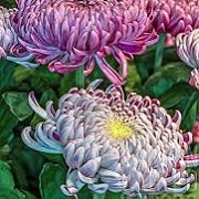Chrysanthemum 'Gilbert Leigh Purple'