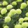 Chrysanthemum 'Froggy' (07/01/2016)  added by Shoot)