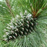 Pinus koraiensis (07/01/2016)  added by Shoot)