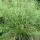 Deschampsia cespitosa 'Tautrager' (06/01/2016)  added by Shoot)