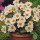 Dahlia 'Topmix White' (Topmix Series) (06/01/2016)  added by Shoot)