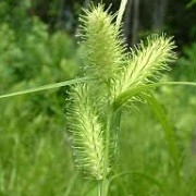Carex lupulina (06/01/2016)  added by Shoot)