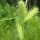 Carex lupulina (06/01/2016)  added by Shoot)