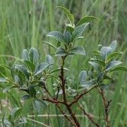 Salix myrsinites (06/01/2016)  added by Shoot)