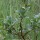 Salix myrsinites (06/01/2016)  added by Shoot)
