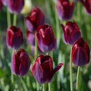 Tulipa 'Pittsburg'