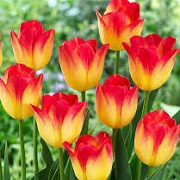 Tulipa 'Suncatcher'