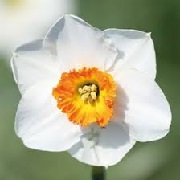 Narcissus 'June Allyson'