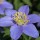 Anemone nemorosa 'Royal Blue' (05/01/2016)  added by Shoot)