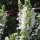 Salvia x superba 'Merleau White' (05/01/2016)  added by Shoot)