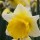 Narcissus 'Cornish King' (05/01/2016)  added by Shoot)