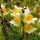 Linaria vulgaris (05/01/2016)  added by Shoot)