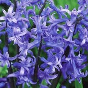 Hyacinthus orientalis 'Anastasia'