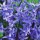 Hyacinthus orientalis 'Anastasia' (05/01/2016)  added by Shoot)
