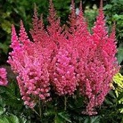 Astilbe chinensis 'Veronika Klose' (05/01/2016)  added by Shoot)
