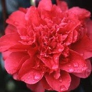 Camellia japonica 'Volcano' (11/01/2016)  added by Shoot)