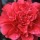 Camellia japonica 'Volcano' (11/01/2016)  added by Shoot)