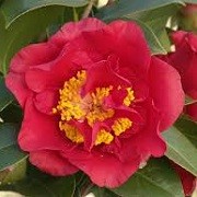 Camellia japonica 'Bob Hope' (11/01/2016)  added by Shoot)