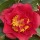 Camellia japonica 'Bob Hope' (11/01/2016)  added by Shoot)
